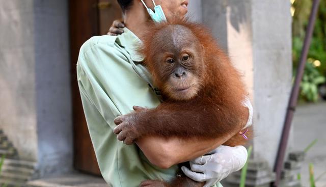 Un cuidador retiene al orangután Bon Bon en el aeropuerto internacional Ngurah Rai, cerca de Denpasar. Bon Bon fue hallado drogado en una maleta. (Foto: AFP)