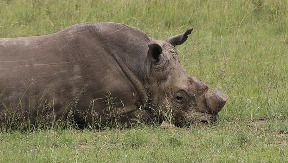 El comercio de cuerno de rinoceronte retorna a Sudáfrica