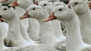 Gripe aviar H3N8: qué tan peligrosa es y cómo detectarla ante casos recientes en otros países