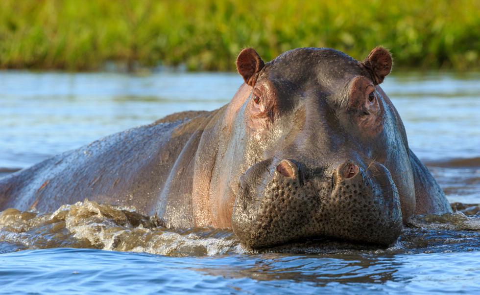 Cada 15 de febrero se celebra el Día Mundial del Hipopótamo. Este animal semiacuático se encuentra en la lista roja de la UICN (Union Internacional para la Conservación de la Naturaleza), ya que se encuentra en estado de vulnerabilidad y en peligro de extinción. Es por ello que debemos protegerlo, pues también es un animal indispensable para mantener el equilibrio de los ecosistemas acuáticos e importantes lagos africanos.
En la siguiente galería, conoce más datos sobre este gran animal. (Foto: Shutterstock)