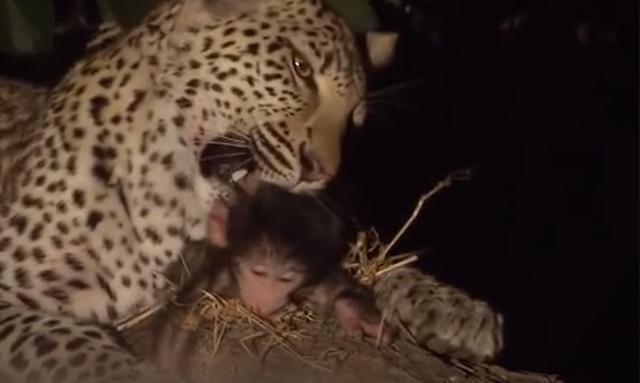 La historia del leopardo que cazó un mono y luego cuidó a su cría huérfana.