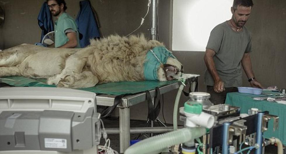 Aslan fue sometido a operación. (Foto: Dailymail)