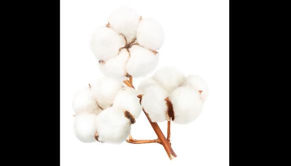 El algodón Pima es el más fino del mundo (Foto: Shutterstock)