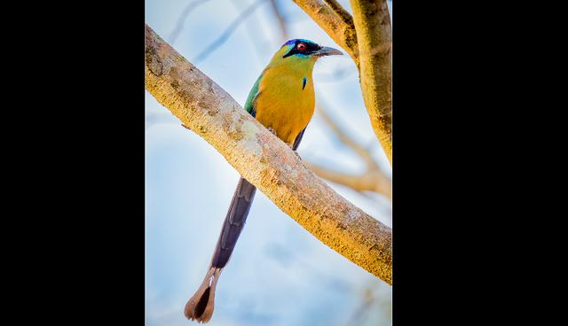 El pájaro péndulo habita todo Sudamerica y América Central.  Le gustan los lugares altos como las copas de los árboles.
(Foto: Shutterstock)