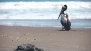 ¿Es riesgoso pasar un día en la playa? Senasa explica la situación de la gripe aviar en el Perú