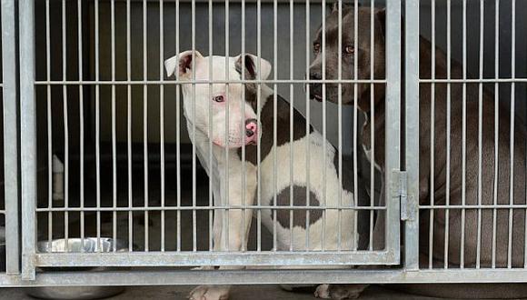 La provincia canadiense de Ontario prohibi&oacute; tambi&eacute;n a los perros de raza pitbull. (Foto: AFP)