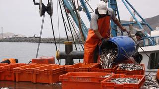 Produce establece que el límite de pesca de anchoveta para este año sea de 150.000 toneladas