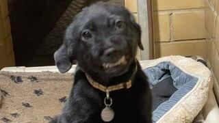 Perrito de albergue en adopción encuentra un nuevo hogar gracias a su “bella sonrisa”