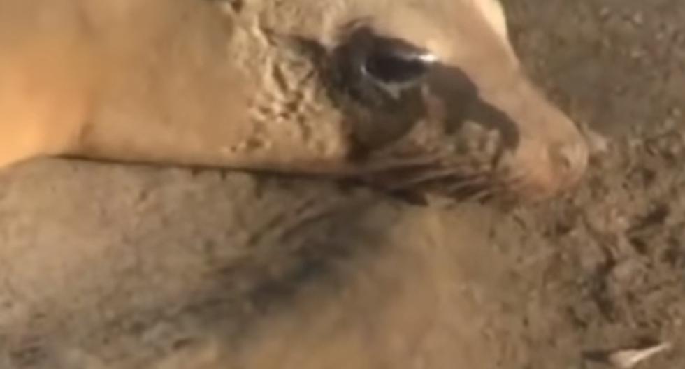 Tal y como se puede apreciar en este video de YouTube, un león marino madre llora desconsoladamente el aborto y pérdida de su cría. (Foto: captura)