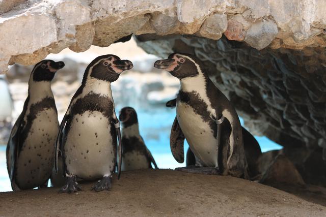 En el Parque de las Leyendas hay 29 pingüinos de Humboldt. La mitad de ellos nació en el mismo zoológico. La especie se reproduce dos veces al año (Foto: Parque de las Leyendas).