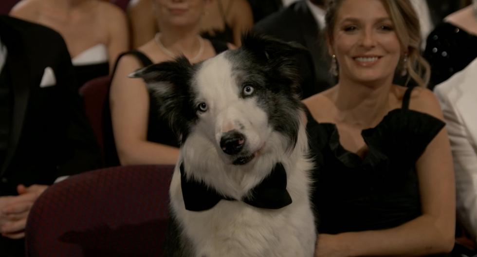 Oscar 2024: Messi, the dog from ‘Anatomy of a Fall’, did attend the ceremony