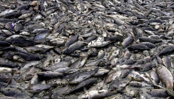 En noviembre, millones de carpas aparecieron muertas en las orillas del río Éufrates. (AFP)