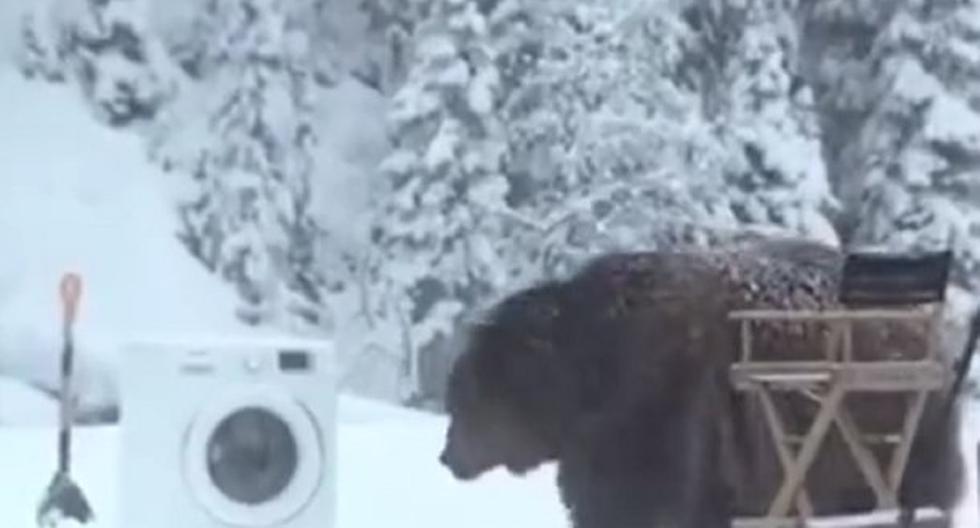 Este oso hace de las suyas con una lavadora. (Foto: Captura)
