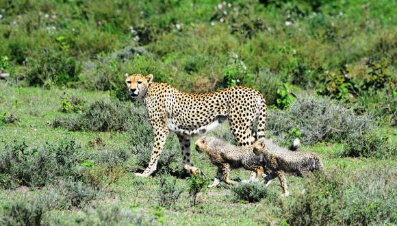 Los guepardos han desaparecido de un 91 % de su rango de distribución. Imagen de Udayan Dasgupta/Mongabay