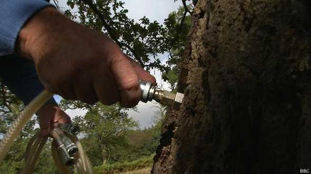 Inyecciones de ajo para salvar árboles enfermos - 1