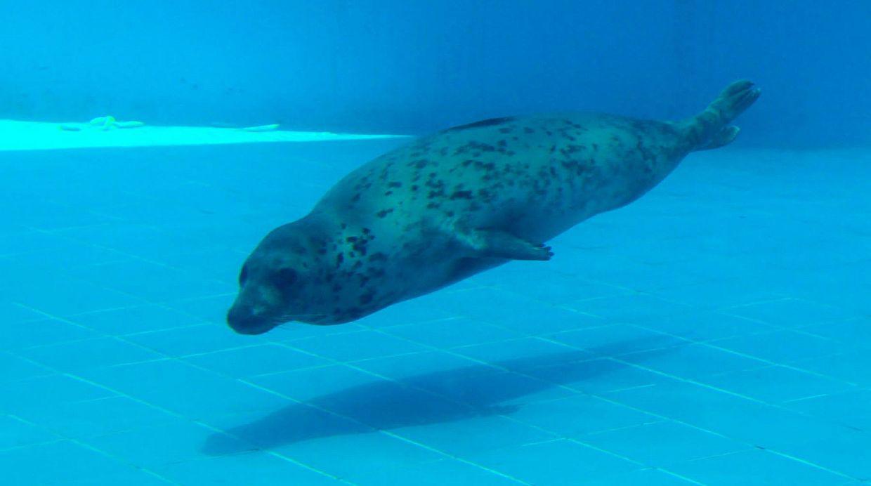 ‘Luba’ y ‘Nikolas’: las focas que llegaron de Estonia a Lima - 3