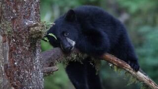 Oso causa ternura al luchar por no quedarse dormido en la rama de un árbol