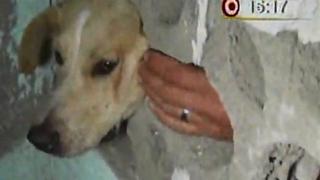Así rescataron a perrita que quedó atrapada en pared de casa