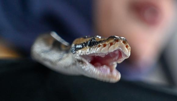 La serpiente mordió al niño, lo arrastró al agua y se enroscó alrededor de su pierna. (Foto referencial)