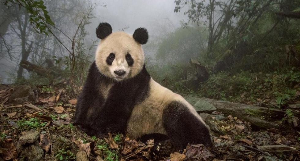 Ye Ye, un panda gigante de 16 años, descansa en una zona salvaje de un centro de conservación de la Reserva Natural Wolong de China (Foto:Ami Vitale)