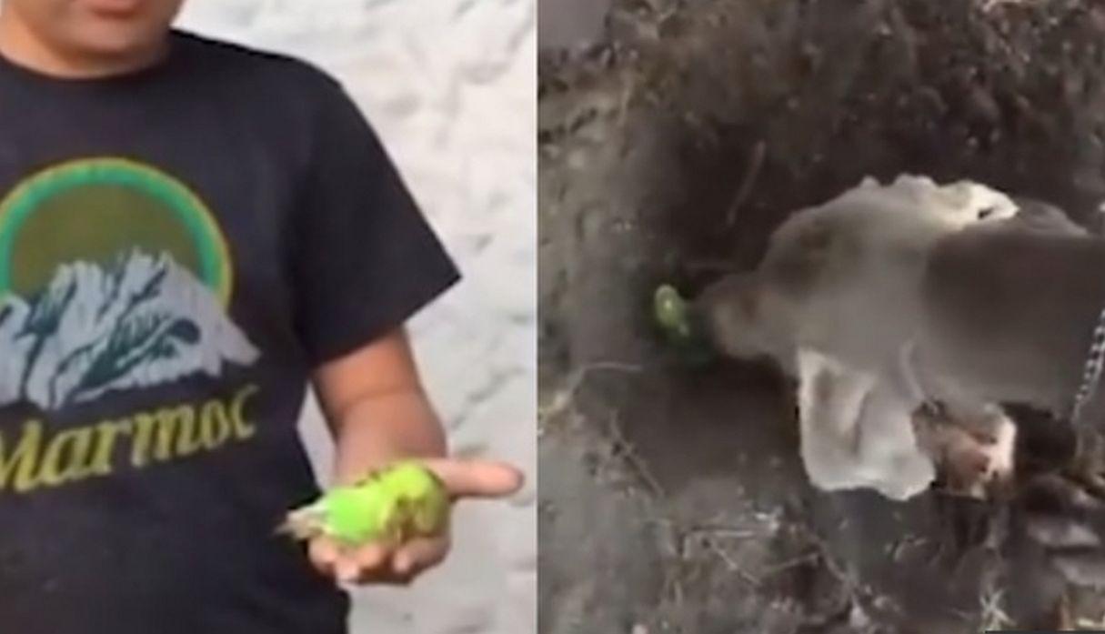 El pequeño Renato solo quería darle un digno adiós a su mascota, a la cual quería con todo el corazón. (Foto: captura Facebook)