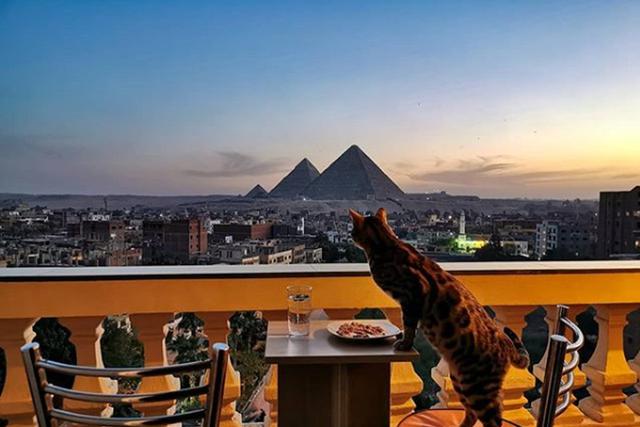 El gato, mientras come en el balcón de su dueño, disfruta de la vista. (Instagram: @bengalyoshi)