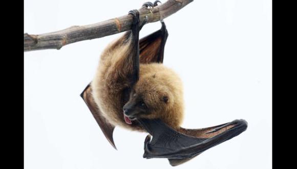 Epidemia de ébola es atribuida a una especie de murciélago