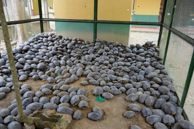 Las 1635 tortugas hicoteas incautadas en San Pelayo, Córdoba, eran transportadas en 35 costales en un camión. Foto: CVS.