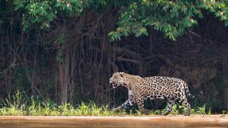 Jaguares: se eleva nivel de protección para la especie emblemática de América 