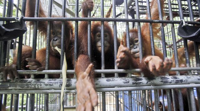 Trasladan a orangutanes de zona de riesgo a su hábitat natural - 4