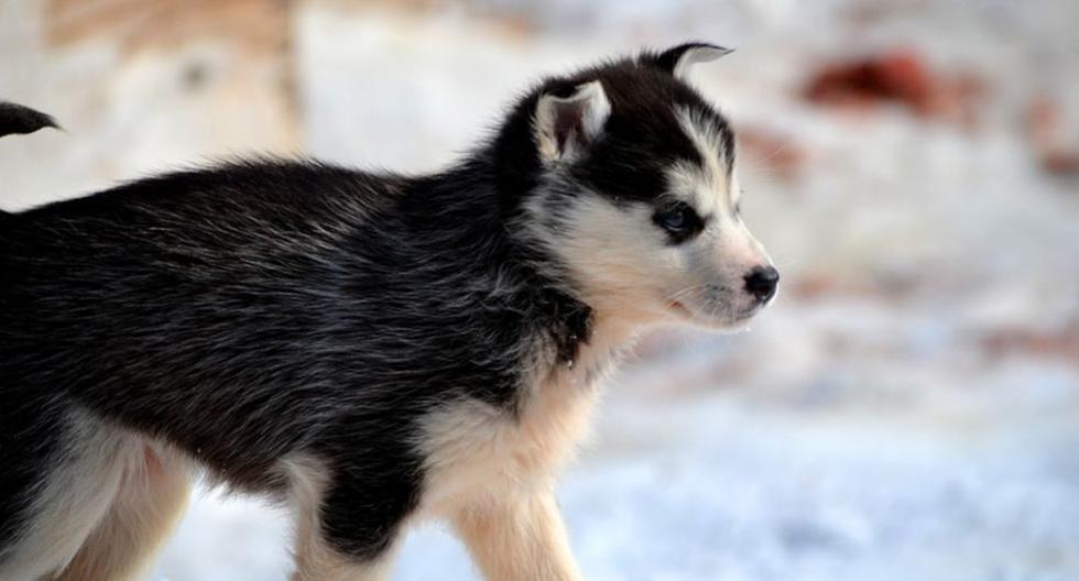 Un cachorro de raza husky siberiano ha llenado de ternura a todos pues no quería desprenderse de su trofeo. (Foto: Pixabay)