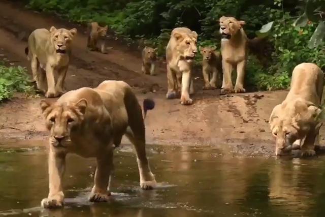 FOTO 1 DE 5 | Un video viral muestra el majestuoso paso de una manada de leones por un claro de la jungla. | Crédito: @ParveenKaswan / Twitter. (Desliza a la izquierda para ver más fotos)