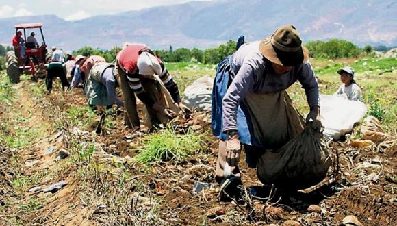 El 97% de los agricultores pertenece al segmento familiar. (Foto: Andina)