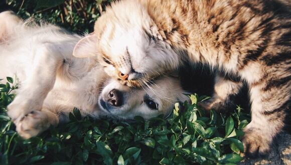 Un perro y un gato demuestran todo su amor en tierno beso (Foto referencial: Pixabay)