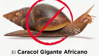 Senasa recomienda estar alerta ante la aparición de caracoles gigantes africanos