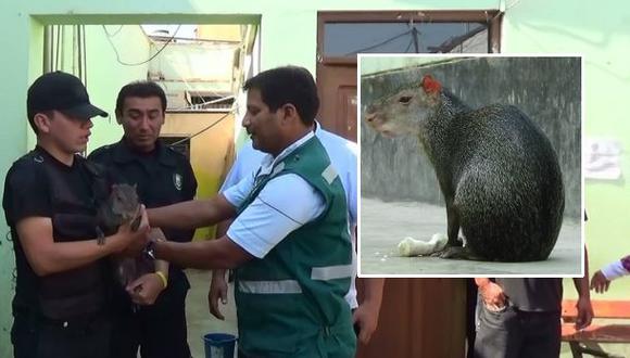 Nuevo Chimbote: este roedor causó alarma entre vecinos