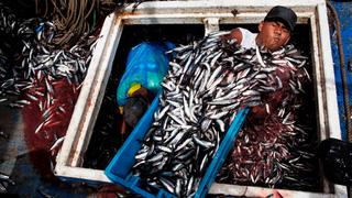 Pesca 2019: Nuevos derechos para anchoveta y más jurel