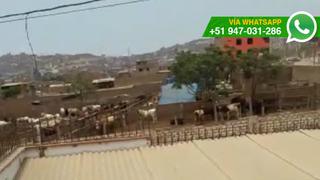 Pachacámac: vecinos conviven junto a corral de animales (VIDEO)