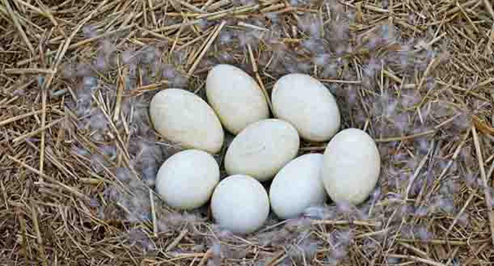 Las diferentes formas de los huevos de las aves viene en buena parte determinada por la capacidad de vuelo de cada una de las especies. (Foto: Getty Images)