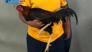 El conmovedor motivo por el que un niño decidió darle un gallo a su maestra como regalo de cumpleaños