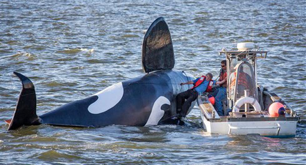 Orca falsa naufragó antes de asustar a leones marinos. (Foto: AP)