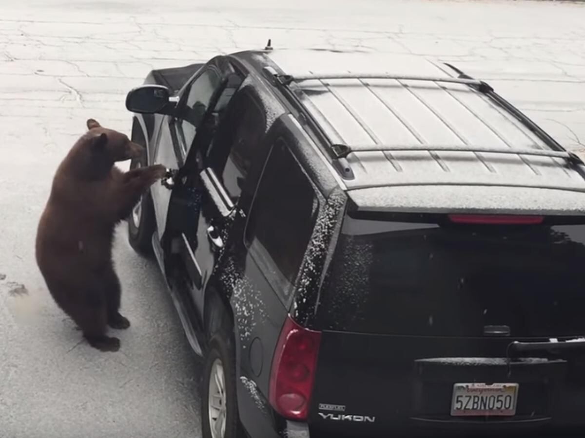 YouTube viral: Un oso se monta al volante en un vehículo y curioso video provoca las risas en la red | Video | Viral | yt | EE.UU. | Animales | Zoo | VIRALES | MAG.