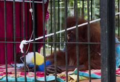 Indonesia: Los esfuerzos por la conservación de orangutanes