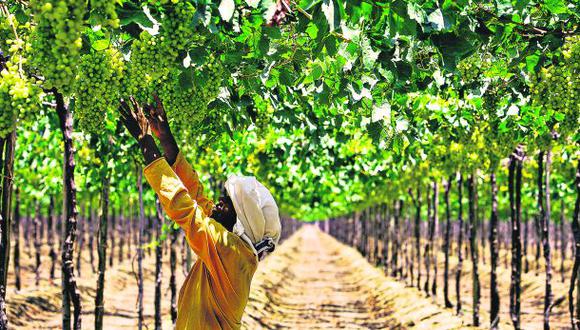 El norte logra superar a Ica en cultivos de uva de exportación