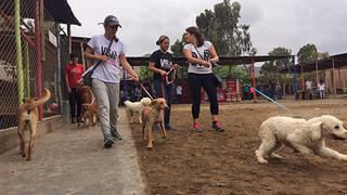 Estos perros se adelantaron a la Navidad con tortas y paseos