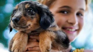 WUF: Sí, adoptar un perro es positivo si tienes niños en casa