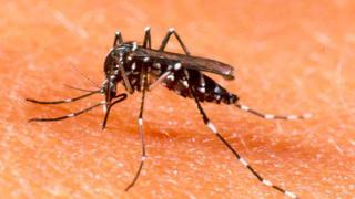 La OMS emite alerta mundial contra el virus Zika