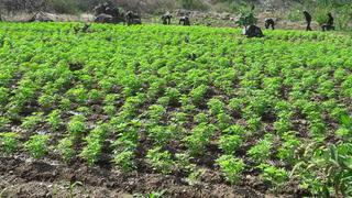 Hallan 8 mil plantones de marihuana en el Vraem