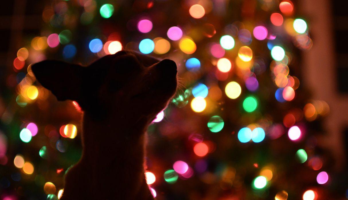 La Navidad es para pasarla con las personas que más se quiere y eso lo sabe muy bien una tierna cachorrita. (Foto: Pixabay)