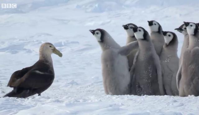 Un grupo de crías de pingüino emperador le hicieron frente a un pretel gigante formando un círculo de defensa. (Fotos: BBC Earth en YouTube)